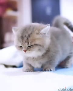 British shorthair kittens 0