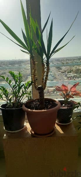 INDOOR PLANTS at (Al-Khoudh) 6