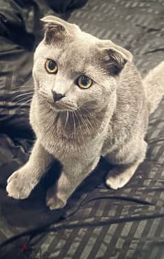 Cute 4 months old pure scottish fold 0