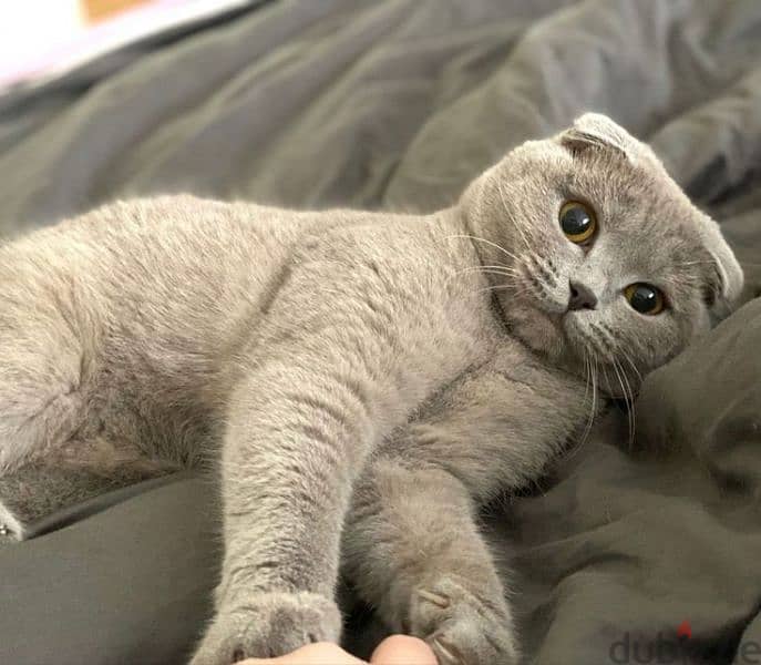 Cute 4 months old pure scottish fold 1