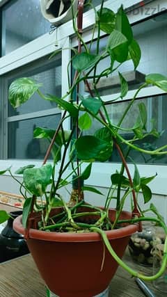 indoor plant 0
