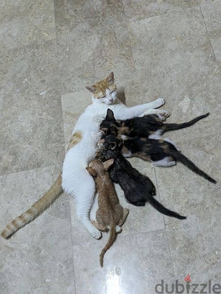Cute Mother cat with 4 adorable kittens. 1