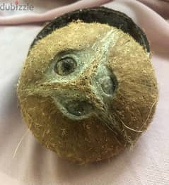 coconut shell available 0