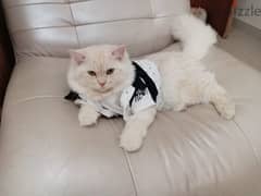 Cat for sell male 1 year