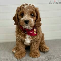 cavapoo puppies available