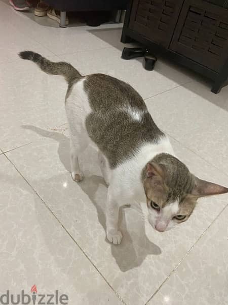 Male Cat for adoption free 1