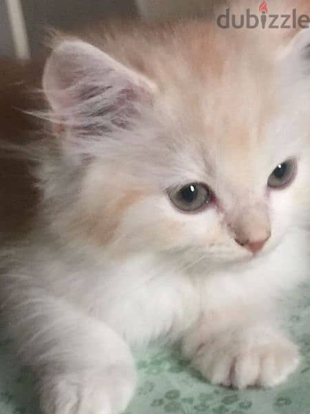 Pure Persian Kittens age 2 Month Each 45 & Pair 80 whatsapp 79146789 1