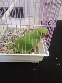 Male parrot with Cage