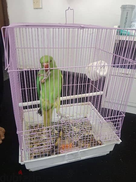 Male parrot with Cage 1