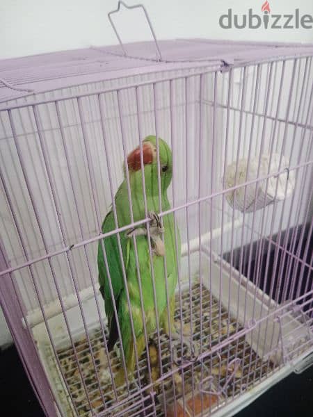 Male parrot with Cage 2