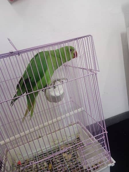 Male parrot with Cage 3