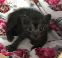 Turkish angora kitten for adoption