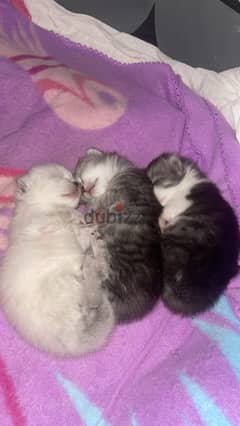 Three weeks old kittens