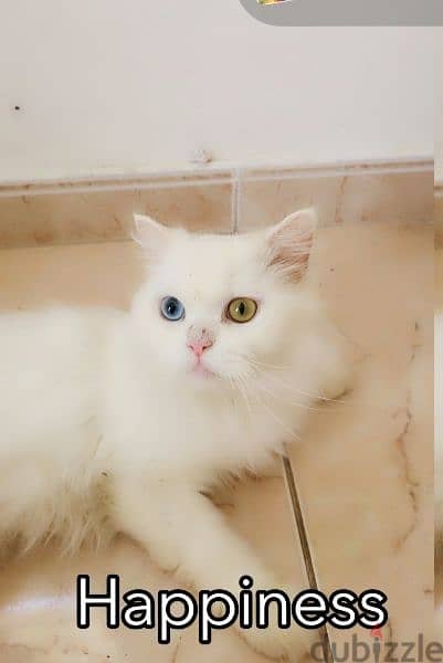 Persian vaccinated cat for sale 1