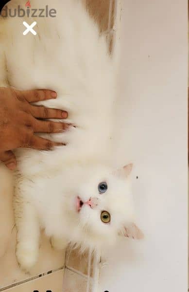 Persian vaccinated cat for sale 2
