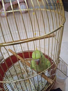 4 months old parrot 0