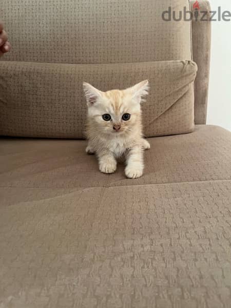 British short hair turkish cat 2