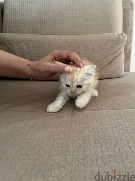 British short hair turkish cat 3