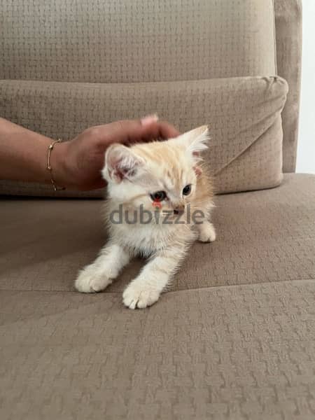 British short hair turkish cat 4