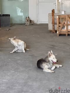 3 Adoption Dogs