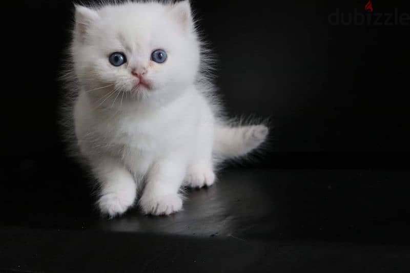 Persian kittens for adoption 0