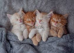 scotish fold kittens  for adoption