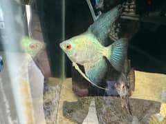 Bulgarian angel fish