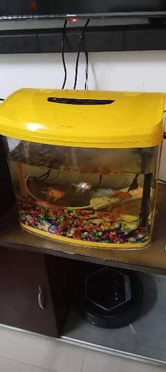 fish +fish tank