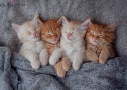 kittens for adoption 0