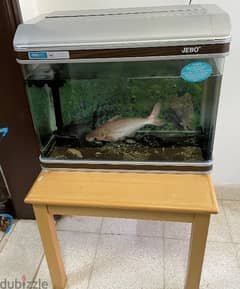 Fish tank+2 fishs+air pump +filter +WoodenStool   OMR23