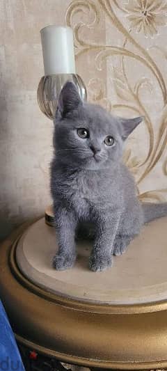 British shorthair kittens for sale 0