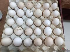 Fresh Omani Organic Farm Eggs