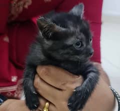 Turkish Angora kitten for adoption