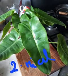 Home grown plants for sale