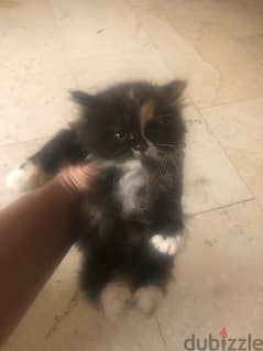 2 Persian cat kittens for sale