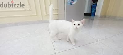 khao manee female cat for sale in good condition