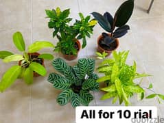 all these beautiful and healthy plants only for 10 rial . Ghala