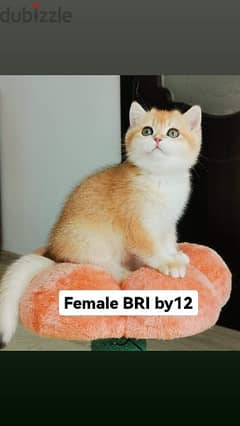 British shorthair kittens for adoption 0
