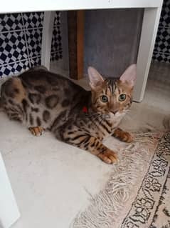 bengal  male cat for sell  200 riyals 5 months