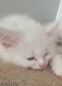 Persian kitten for urgent free adoption