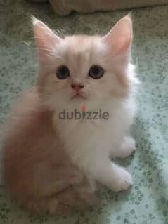 Cute Pure Persian Kitten age 2 Month very Acttive cal whatsap 79146789