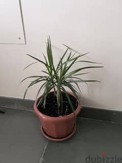 Indoor plant for sale