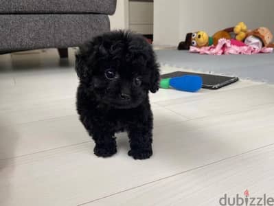 Poodle Puppy