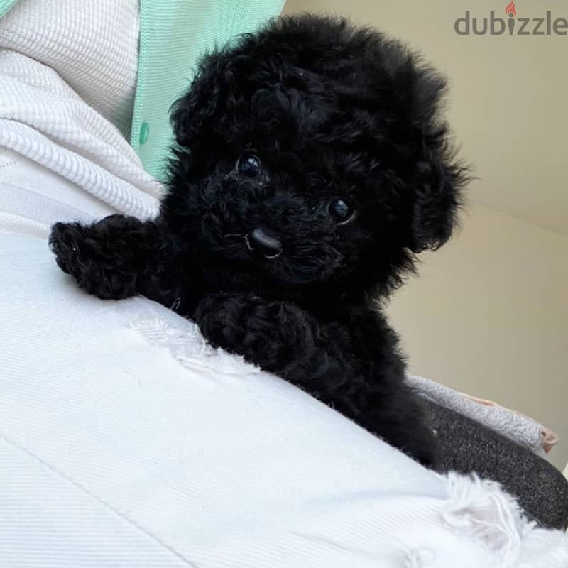 Poodle Puppy 1