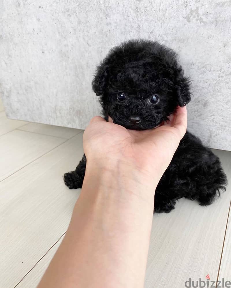 Poodle Puppy 2