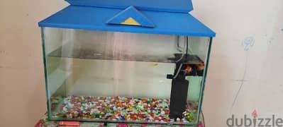 Fish  with tank for sale