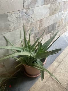 Aloe Vera plant for sale