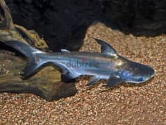 pegunus cat fish