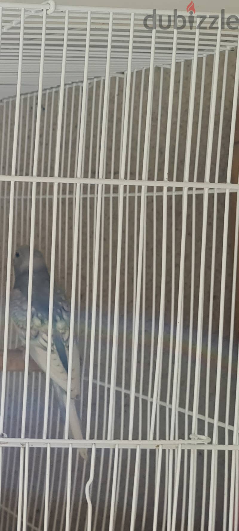3 home breed budgies 2