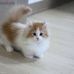 Persian Kittens For Free Adoption